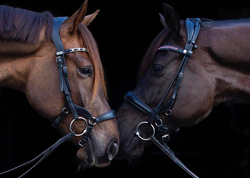 Brothers, Logan and Infinity, 2022