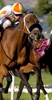 Camino Del Paraiso Winning again 2021