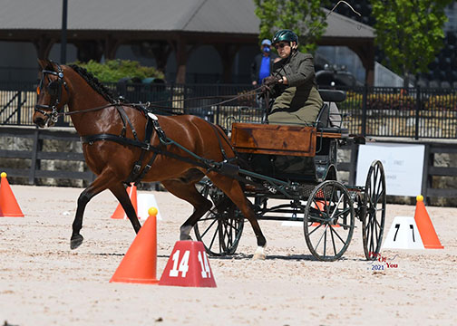 Barbara Chapman and Maduro, USEF Advanced Single Pony Combined Driving National Champions (Picsofyou.com)
