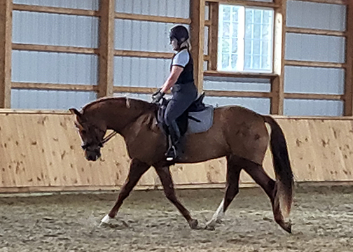 Crystal Murray riding her Four-year-old Hanoverian/Welsh cross Dega