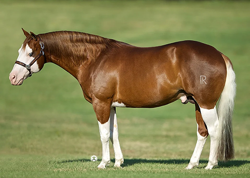 Colonels Shining Gun