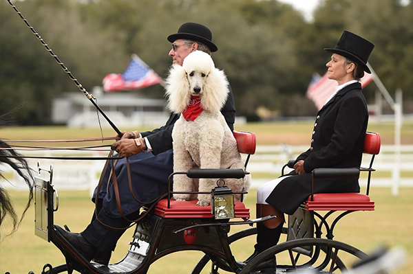 Black Prong Carriage Dog Class