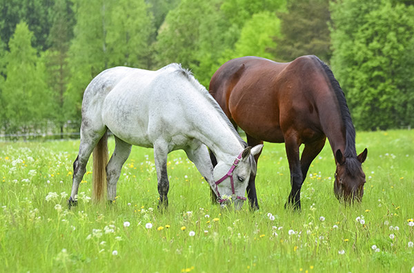 Horses Grazing
