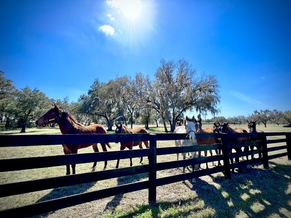 Horses in a paddock
