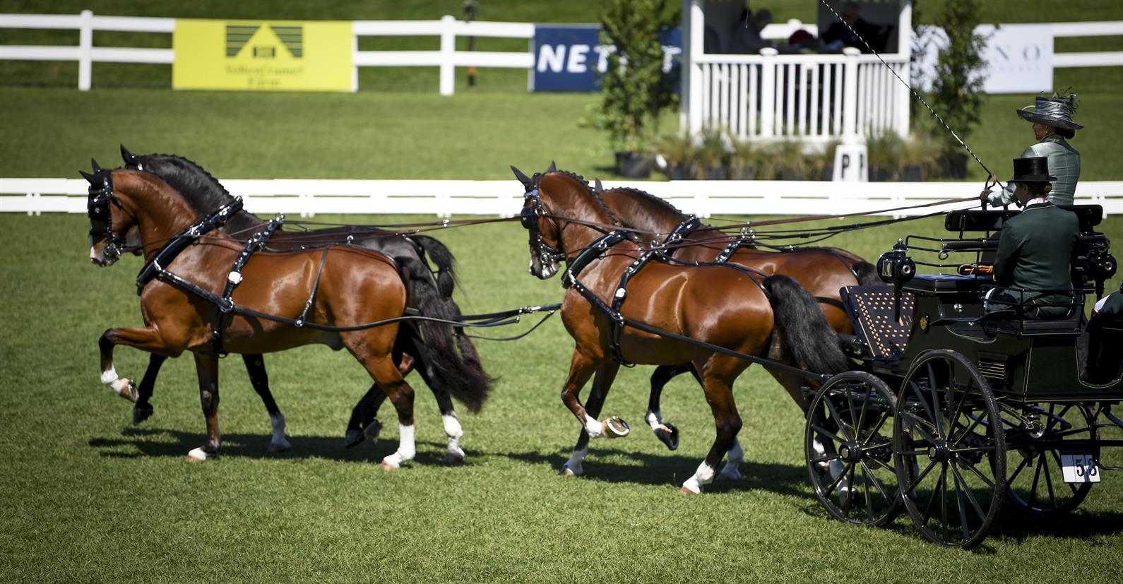 4 in Hand_Live Oak International