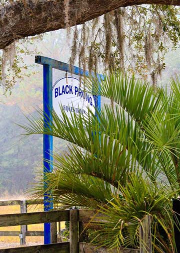 Black Prong Equestrian center, Bronson, Florida