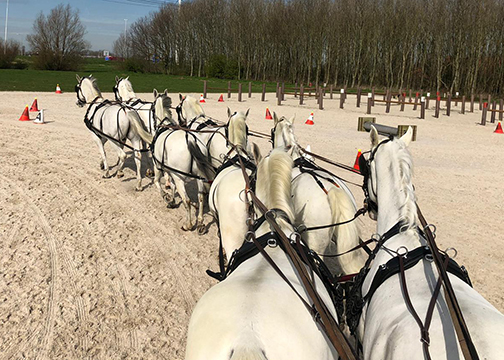 Bram Chardon with an eight horse hitch