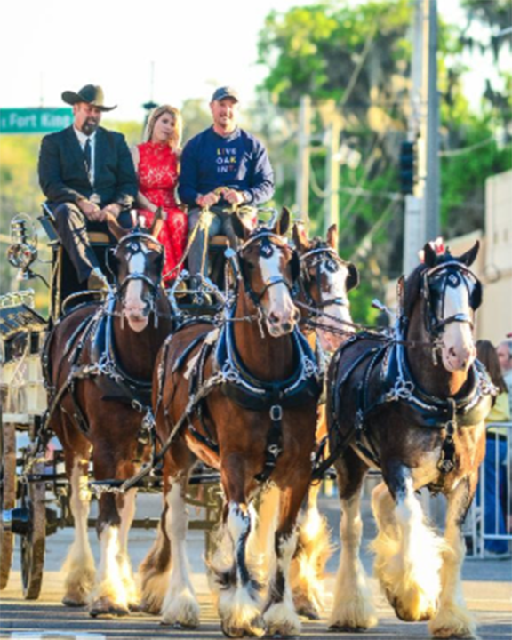 Chester Weber drives the Grandview Clydesdale team at the Live Oak International Parade of Nations © Erin Gilmore Photography