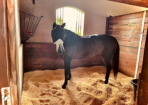 Dixie in her stall