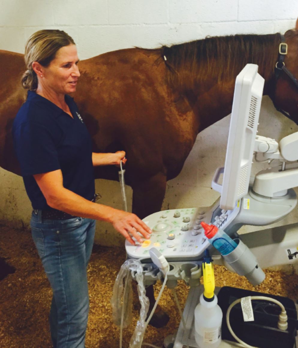 Equine Internal Medicine Specialist_Dr. Meg Miller