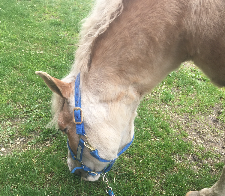 Grazing Haltered Horse