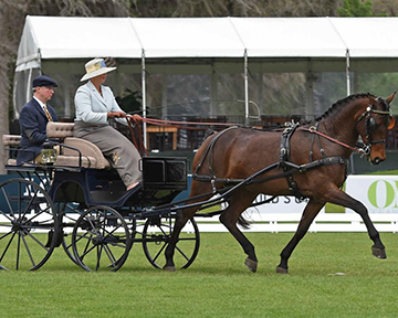 Suzy-Stafford-PVF Peace of Mind-dressage2020