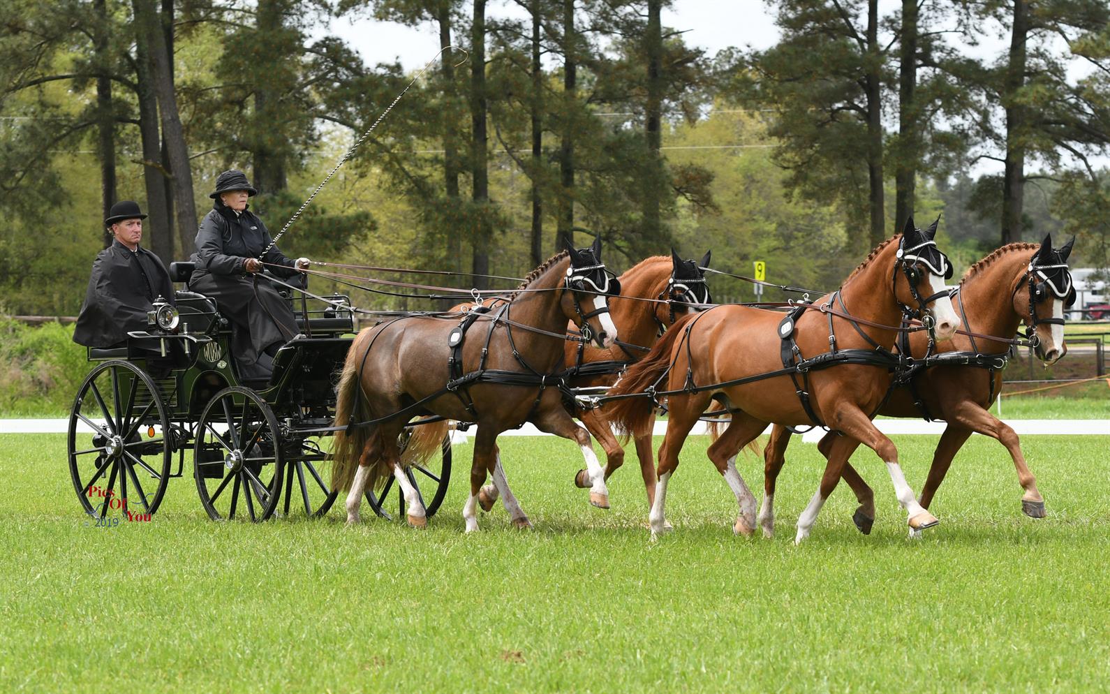 Wendy O'Brien SP CDE 2019