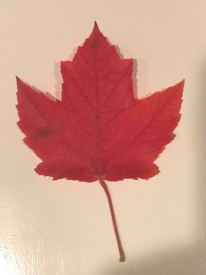 Verne's parting message