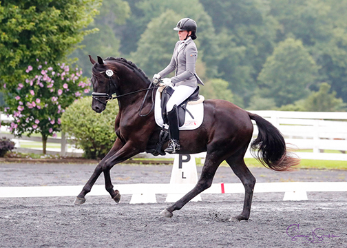 MW Furstencharmant - 4yo Test - 4yo Stallion (Furstenball x SDI x Feiner Stern) - Bred in USA, Maplewood Warmbloods