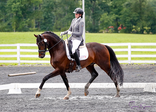 MW Bodacious - FEI 5yos - 5yo Stallion (Borsalino x Rohdiamant x Rouletto) - Bred in USA, Christine Miller
