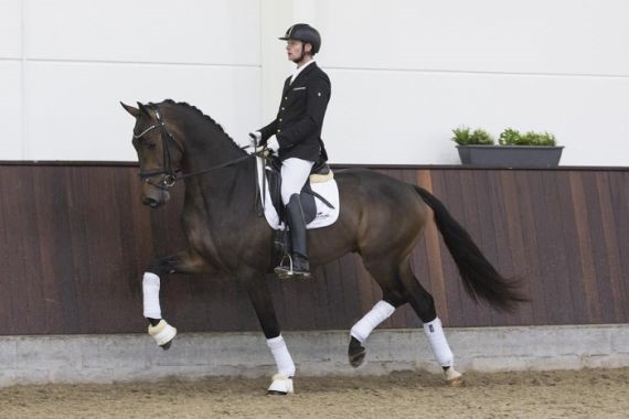 Lot 56 - Knock Out (Expression x Ferro x Goodtimes) Superior Equine Sires