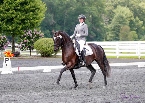 MW Weissgold - FEI 5yos - 5yo Mare (Grey Flannel x SDI x Feiner Stern) - Bred in USA, Maplewood Warmbloods