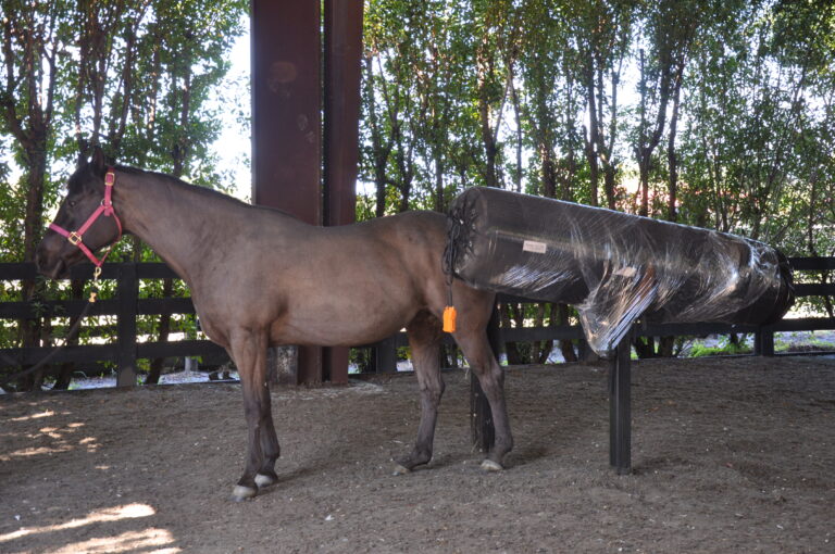Palm Beach Equine Clinic