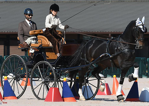 Marianna Padgett and Bravo, USEF Intermediate Single Horse Combined Driving National Champions (Picsofyou.com)