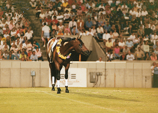 Rugged Lark at the Tampa World Cup