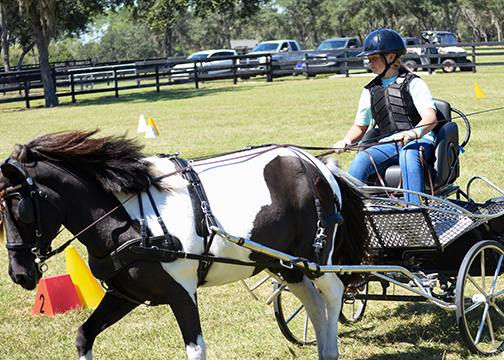 Sarah Batstone driving her pony, Bo.