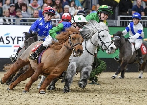Shetland Pony Races