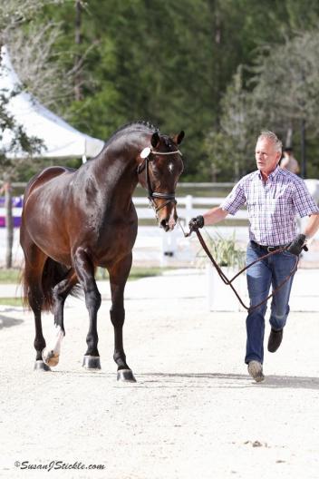 Ernst Hoyos presents Pikko Del Cerru HU at the jog for rider Lisa Wilcox (Photo: SusanJStickle.com)