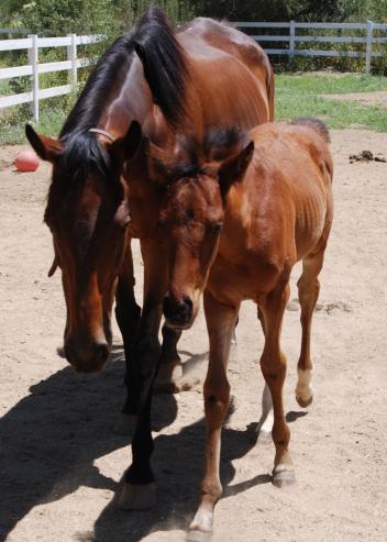 Shariya, a German bred thoroughbred mare who was supposed to be euthanized while in foal suffering a severe case of Laminitis. After being on YourSano Nutrition, at Whispering Meadows Rescue Ranch she survived and thrived, and her foal was named after the product!