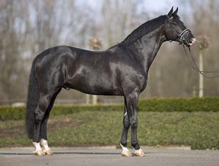 Gribaldi by Arnd Bronkhorst