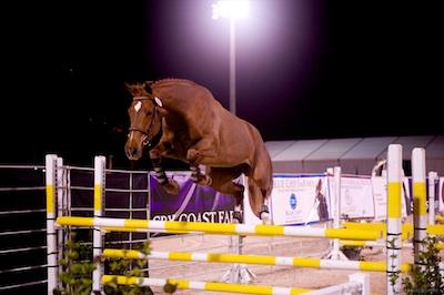 A young horse in the jump chute.