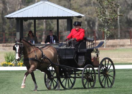 As a Combined Driving competitor, Sybil was always impeccably turned out and took great pride in her stellar dressage tests, the foundation of her competitive career. (photo: phelpsphotos.com)