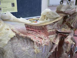 A typical equine cadaver for studying muscles