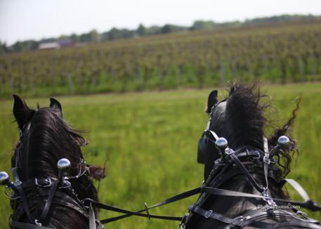 Driving along the vineyards of Michigan's wine region at Concord Ridge Equestrian Center.