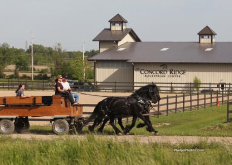 DressageDaily's Mary Phelps driving the Concord Ridge Majestic Friesians past the 2 outdoor dressage arenas being prepped for the upcoming USDF recognized show September 8-9.Photo: April Therrien for phelpsphotos.com