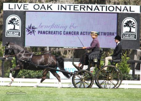 Suzy Stafford drives Cefnoakpark Bouncer with Sybil Humphreys daughter, Wendy DeTorres traveling as the groom. Check out the video below, and get out your purple hanky! Photo: Mary Phelps - phelpsphotos.com
