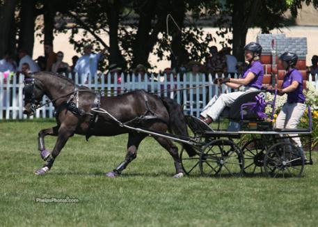 Recently at the Upperville Horse Show Cefnoakpark Bouncer with Kate Shields performed a scurry demonstration before the feature Grand Prix Jumping Event.Photo: Mary Phelps - phelpsphotos.com