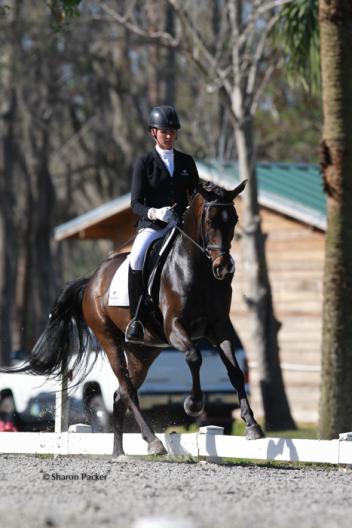 Silva Martin competing Fortissimo B (Fabuleux x Roma I by Rubinstein) A Hanoverian owned by Camilla VanLiew receiving a score of 8.06 or 80.6% - A horse Silva has for sale Photo:www.sharonpacker.com