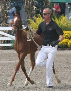 Royall KIS at Dressage at Devon by MJCostello