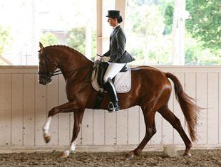 Rosall at Ten Day Stallion Test with JJ Tate by MJCostello