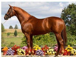 UB40 - Iron Spring Farm's KWPN Stallion by Olivi 