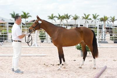 A young horse showing on the line.