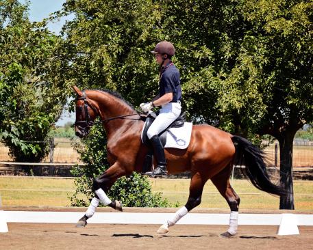 Catalogue #2 - Unique - 2009 gelding by United - Worldly - Graphit