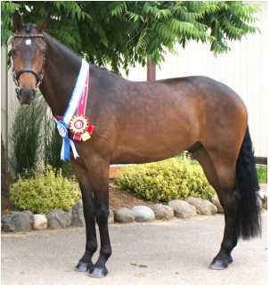 Con Brio HF (Conteur – Weltmeyer’s Song) 2013 AHS Champion, Two & Three Year Old Colts/Gelding (Photo: Mary Houghton)