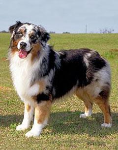 Australian Shepherd