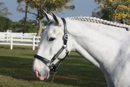 Balder sporting his prize, a beautifully engraved halter from Interagro Lusitanos