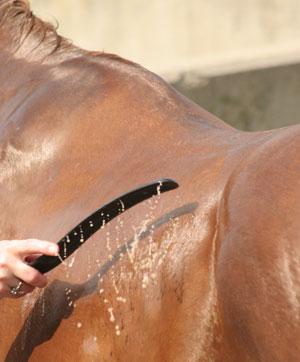 Keep your horse’s skin and appearance in tip-top condition to impress judges in the show ring. Journal photo.