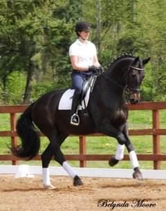 Bendal - Sold within a month on DressageDaily's HorseMarket!
