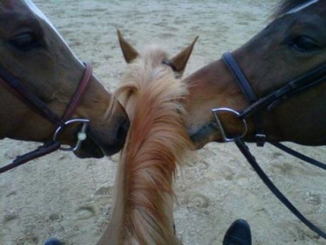 Everyone loves having a pony best friend.