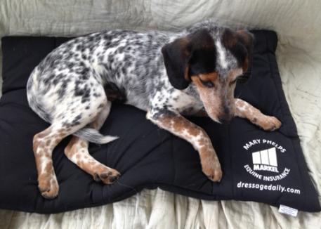 My dog Bird loves to share my Back On Track Mini Blanket